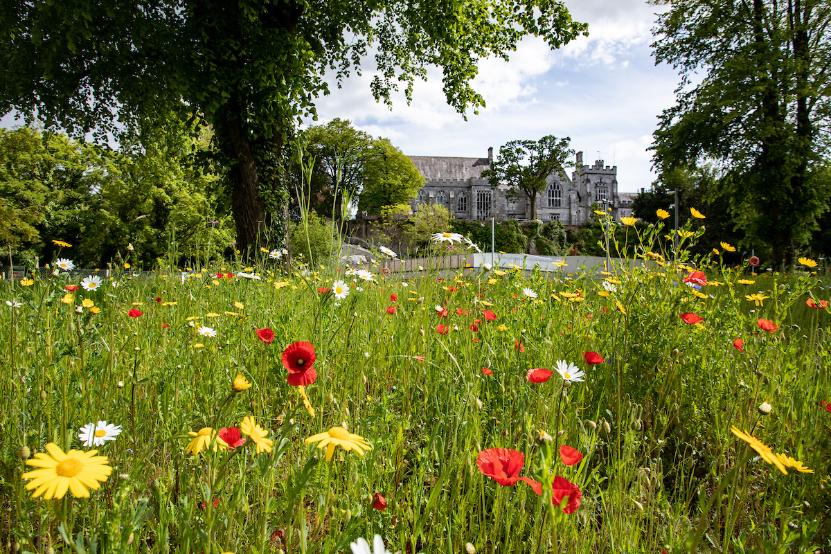 Green Week begins at UCC next week